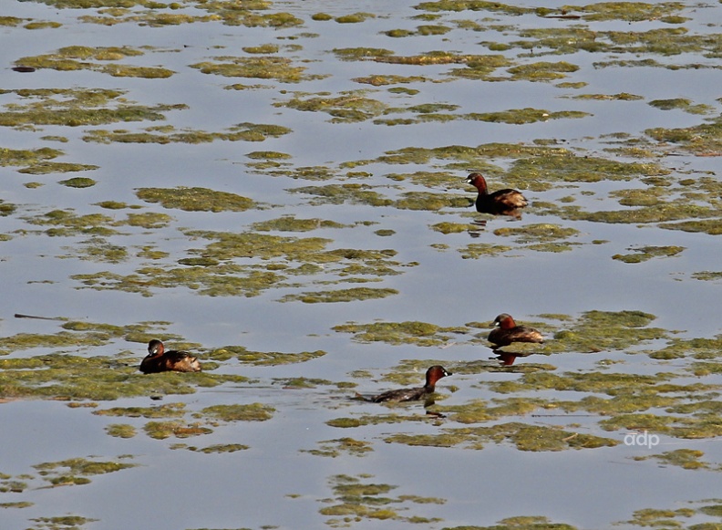 IMG_0948tqs800c Little Grebes VM.jpg